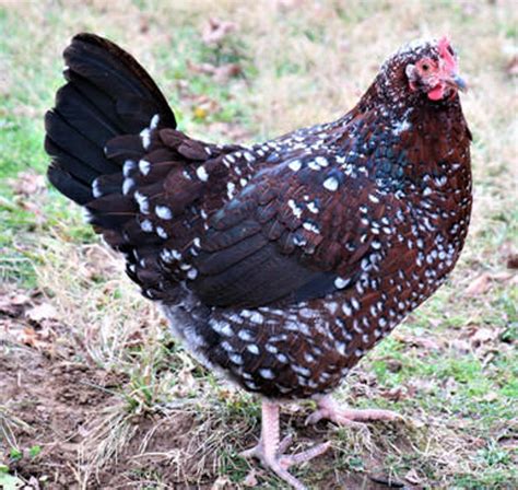 speckled sussex chicks for sale|speckled sussex day old chicks.